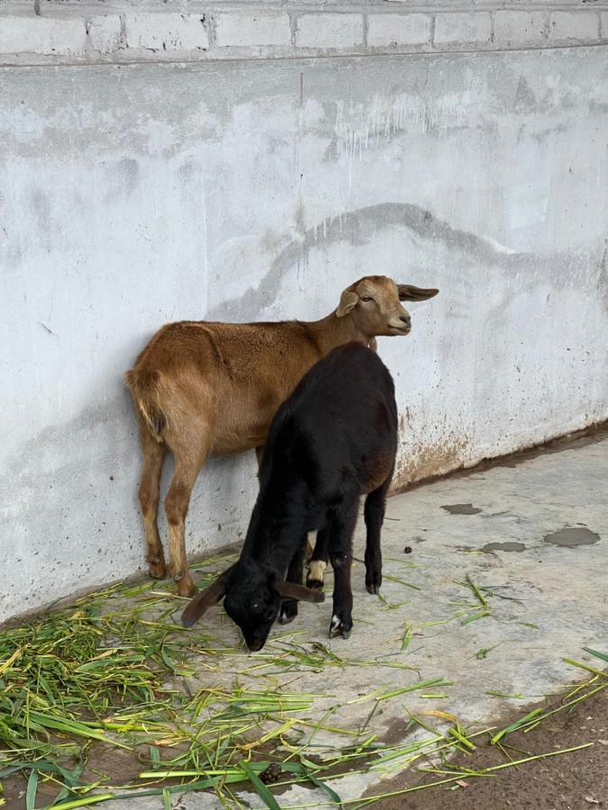 Hacienda Santa Ana Lodging Guamote Dış mekan fotoğraf